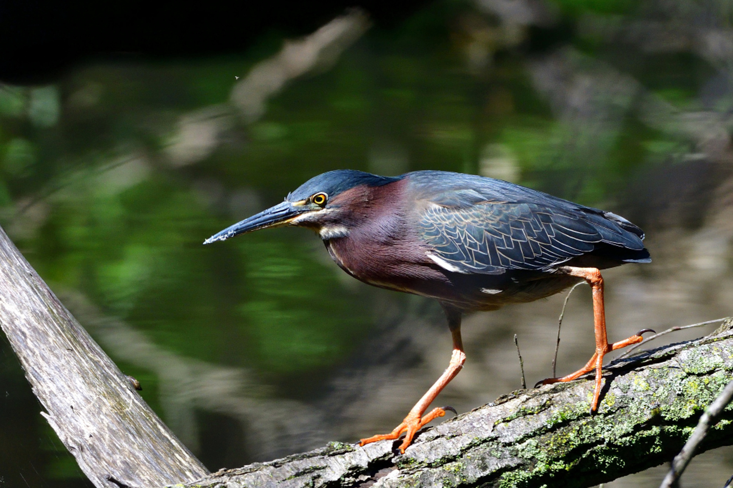 Our Natural Heritage - Protectnatureto